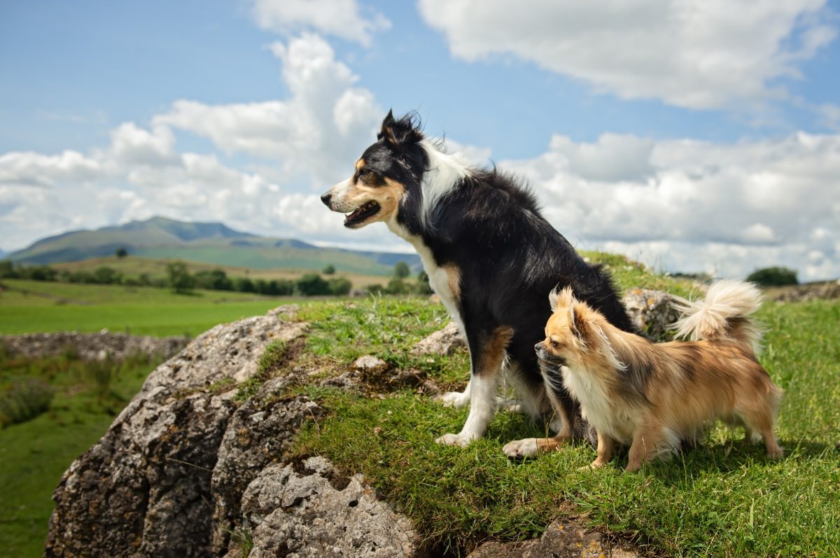 Dog photography - in the eden vallery cumbria