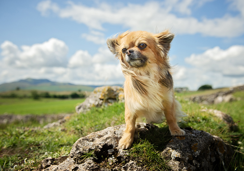 Dog photography by Emma Campbell