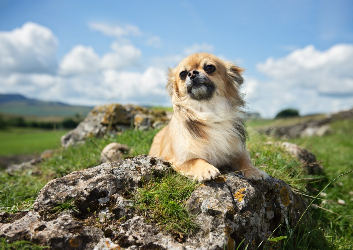 Lake District -dog portraits by Emma campbell - master craftsman photographer