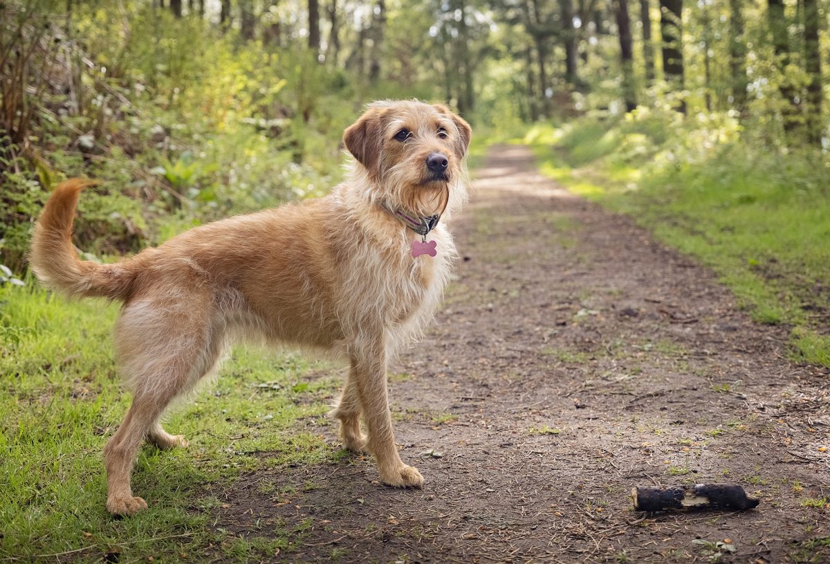 The Beacon - Penrith, Dog Photography - Emma Campbell