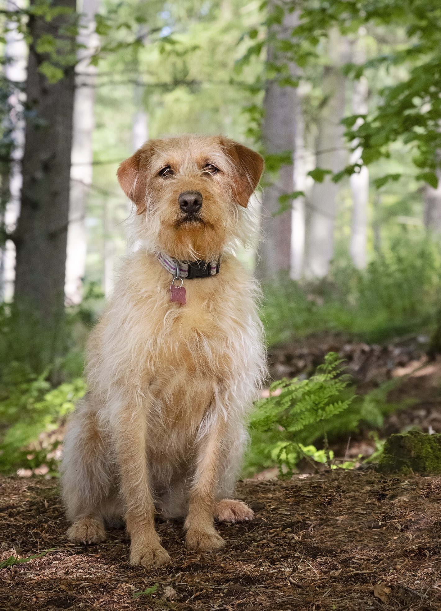 Little dog in the woods - photographed by Emma Campbell