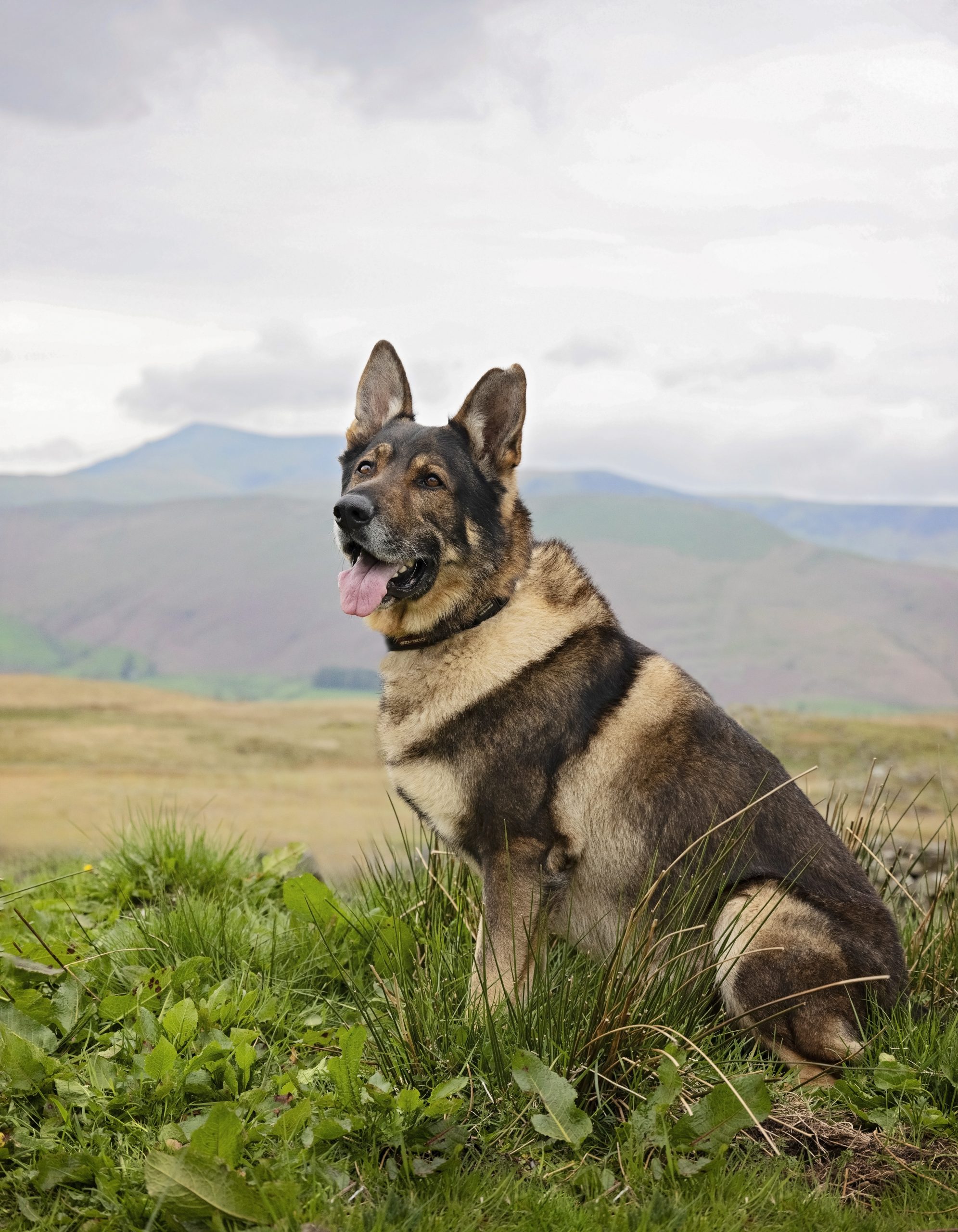 Alsatian Dog Portrait - in the lake district