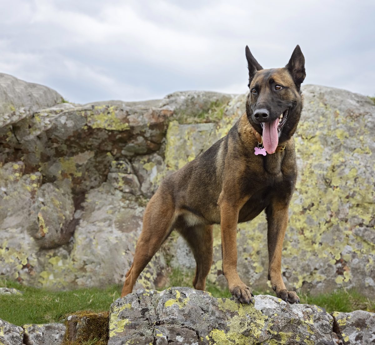 Dog Portrait by Master Craftsman Photographer Emma Campbell