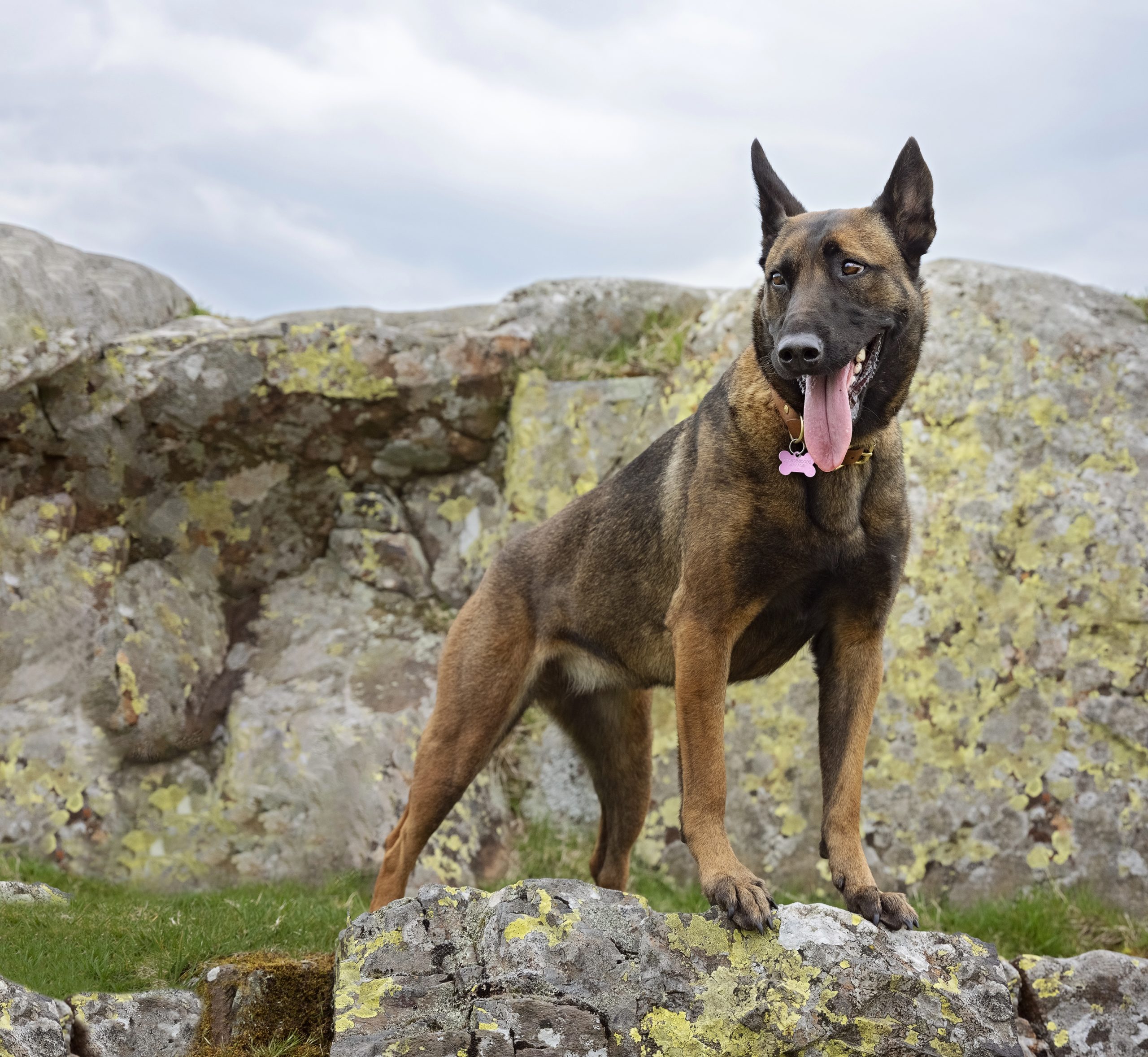 Dog Portrait by Master Craftsman Photographer Emma Campbell