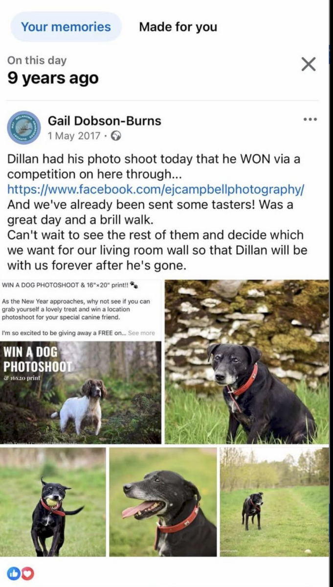 Competition winner - dog portrait