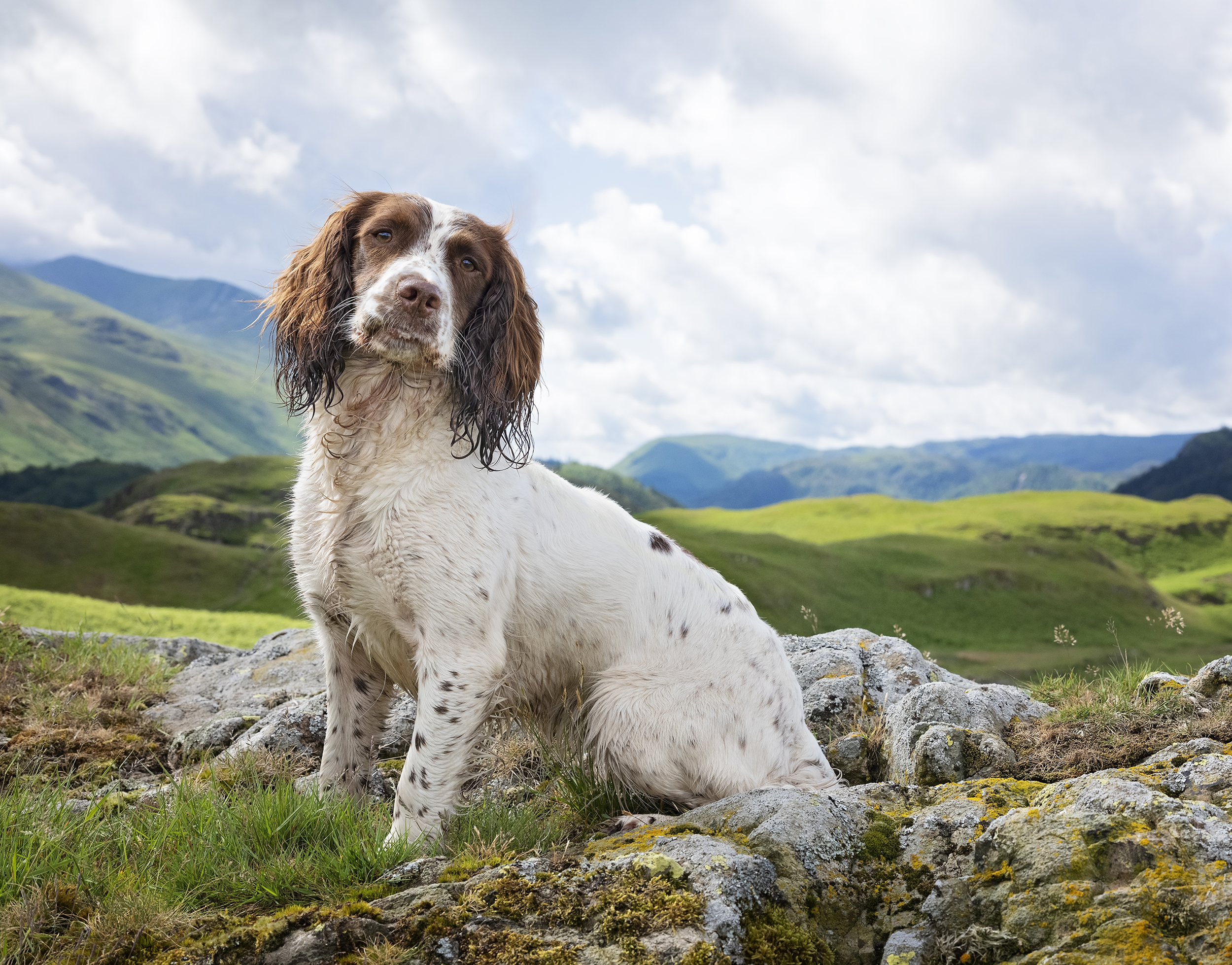 Dog portraiture in the lake district by Emma campbell