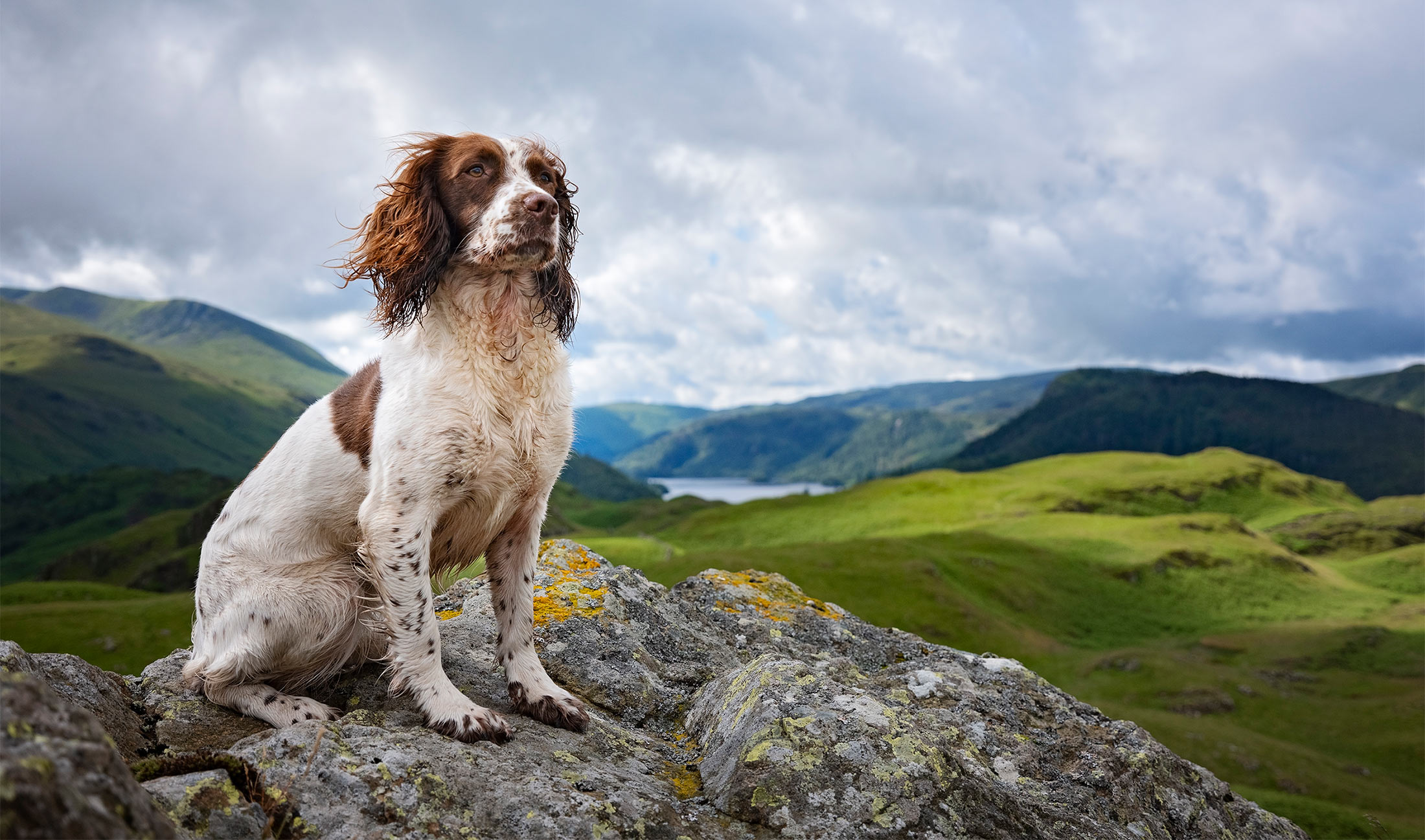 Lake district dog portraits by photographer Emma Campbell