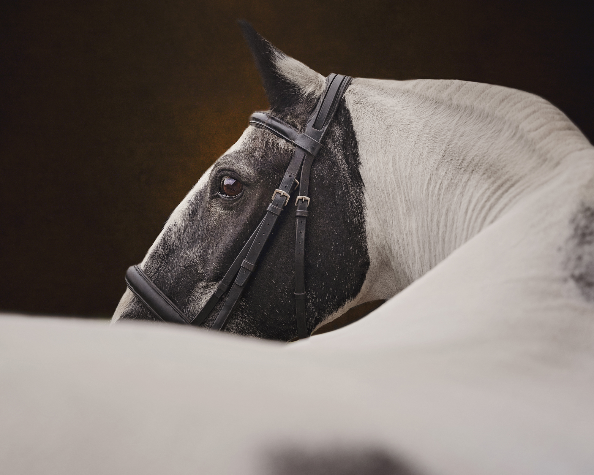 Benson - a coloured Cob's Horse Photoshoot By Emma Campbell